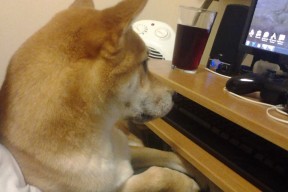 开云网页版-陈艺文：压力是进步的动力，压力是进步的源泉