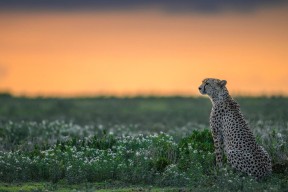 开云官方-欧洲冠军联赛：八强逐鹿，谁能挺进四强？，欧洲冠军联赛简介