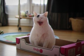 开云·体育官网APP下载-“FIFA扩军首届落地美国，奖金高达1.25亿美元”