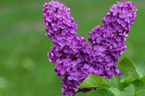 开云中国-希腊女篮在欧洲锦标赛中继续豪夺金牌，传承辉煌，希腊女篮u20直播