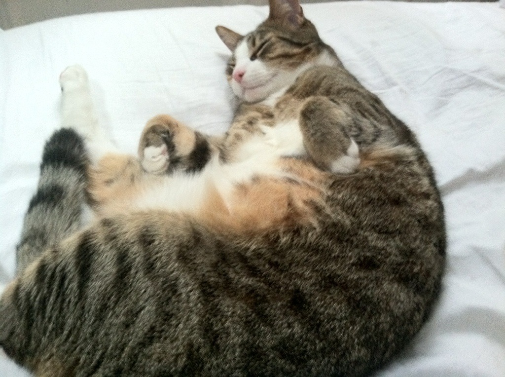 中国青少年篮球推广政策实施效果评估，中国青少年篮球推广政策实施效果评估报告