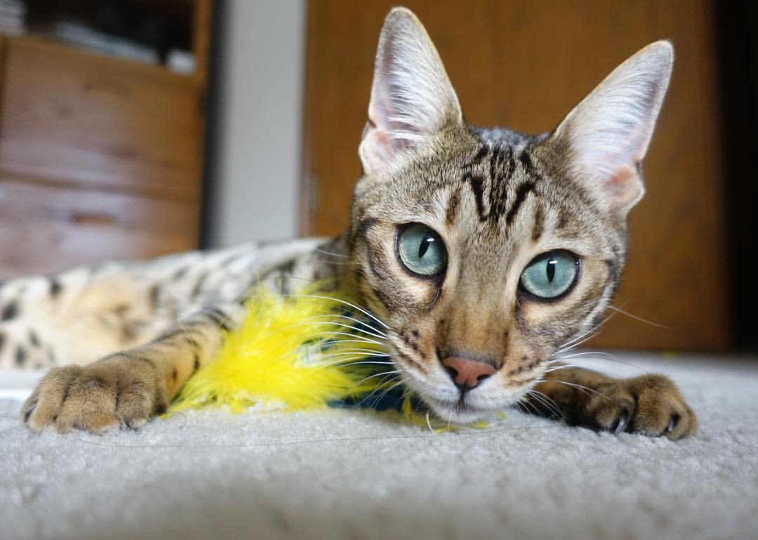 中超中场球员断球次数数据追踪,中超抢断榜