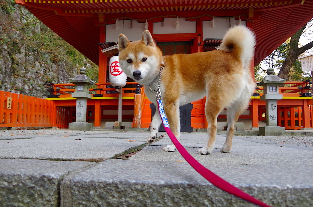 全国青少年排球锦标赛在长沙燃情进行，2020年青少年排球比赛