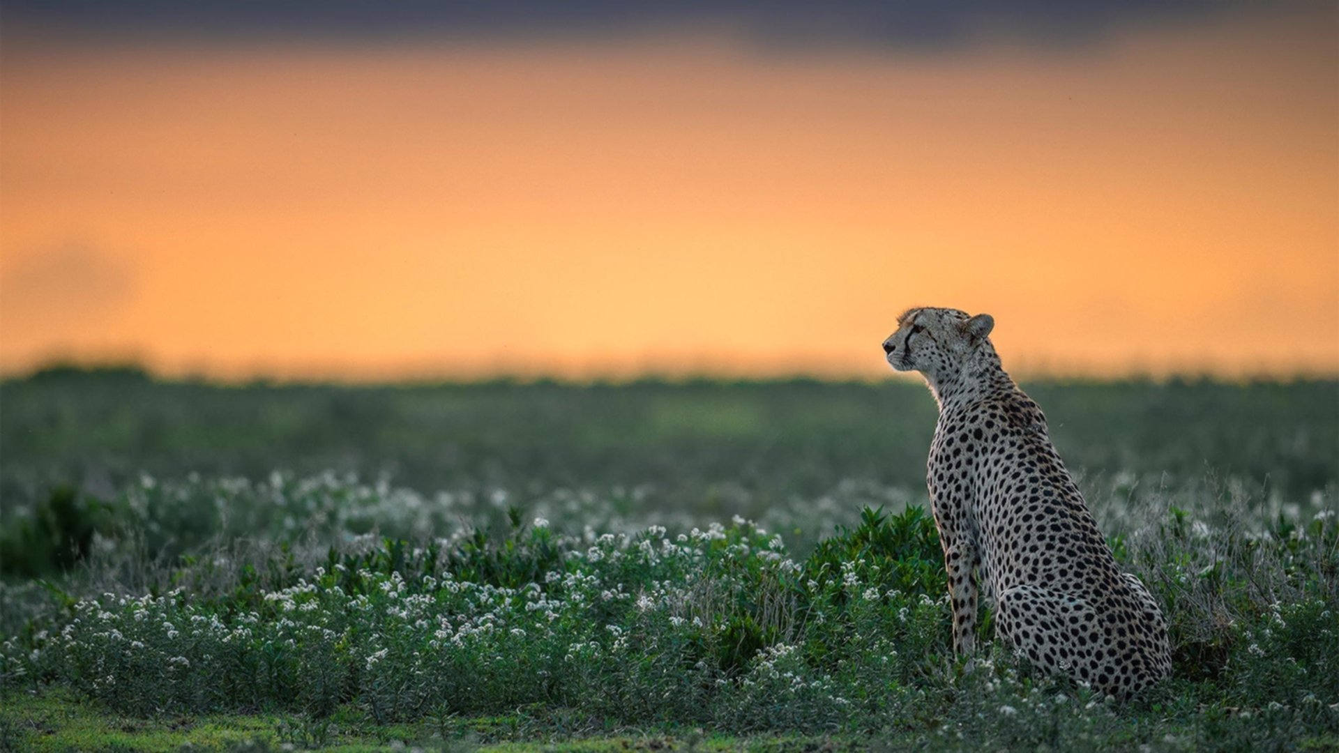 欧洲冠军联赛:八强逐鹿,谁能挺进四强?,欧洲冠军联赛简介