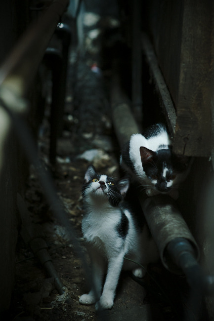 体育新闻中心协同多方建立体育内容风控机制,体育新闻机构