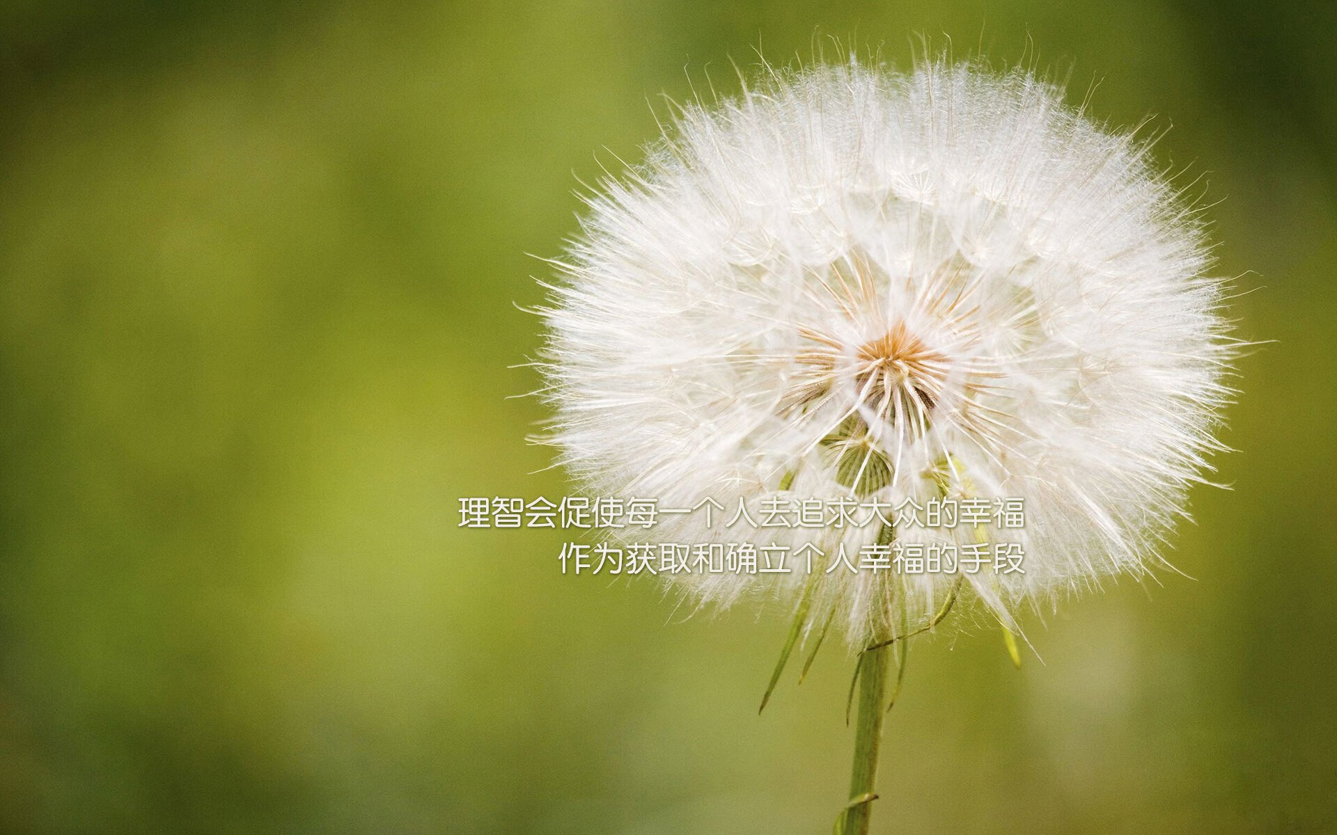 勒沃库森快攻节奏打出致命突破,勒沃库森巅峰时期阵容