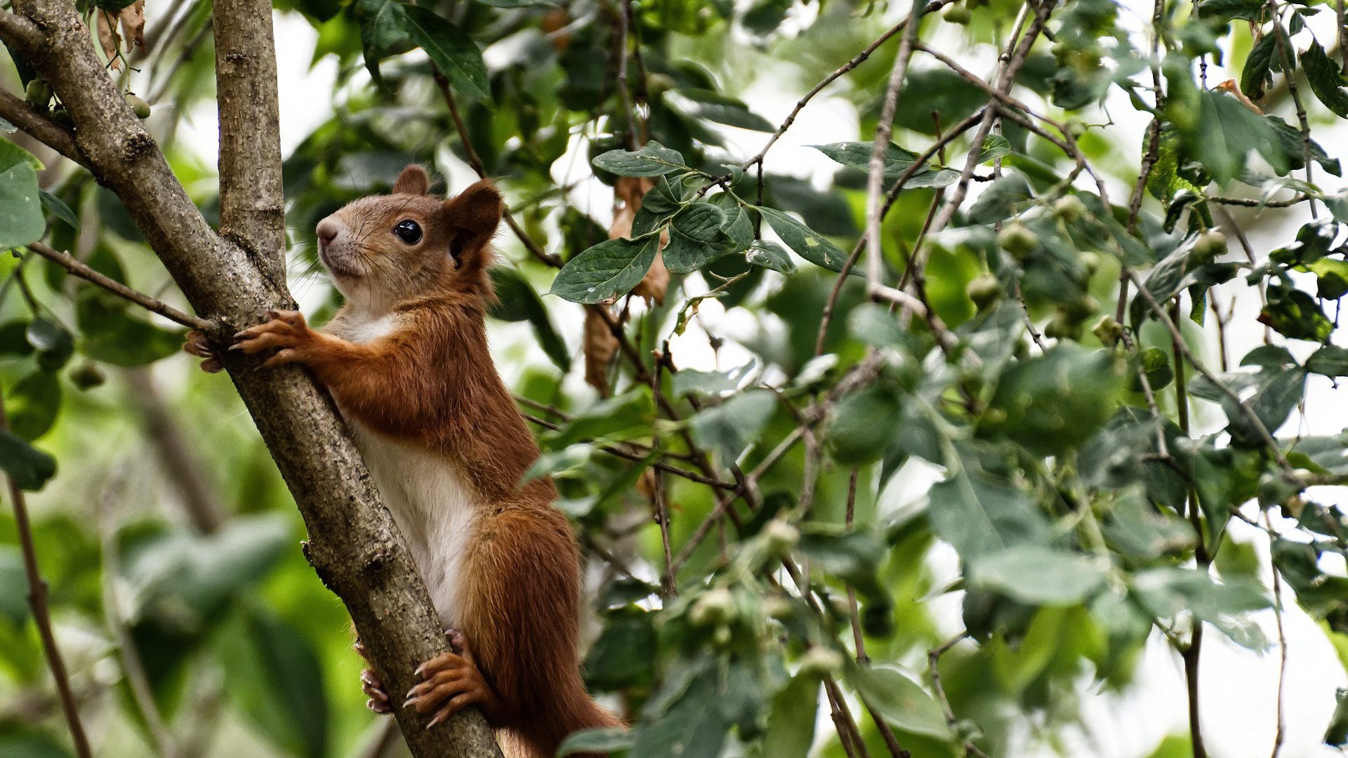 男篮亚洲杯分组出炉 中国迎来劲敌挑战,男篮亚洲杯国家队