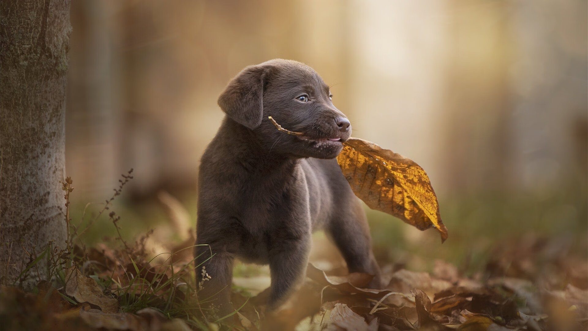 乌克兰男篮在欧洲预赛中奋战,渴望突破