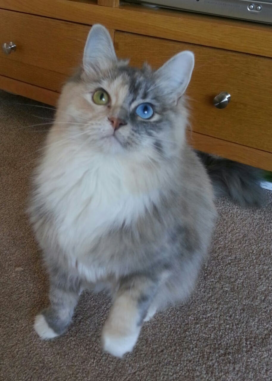 日本队历史性闯入世界杯四强,创亚洲新高,日本世界杯4强