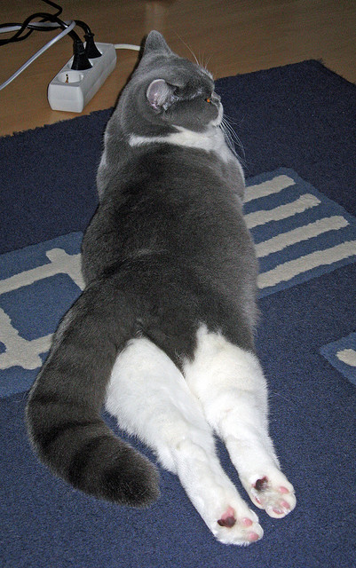 艾比·德尔福：南非队关键时刻的防守英雄，稳步锁定胜利，比尔和艾德