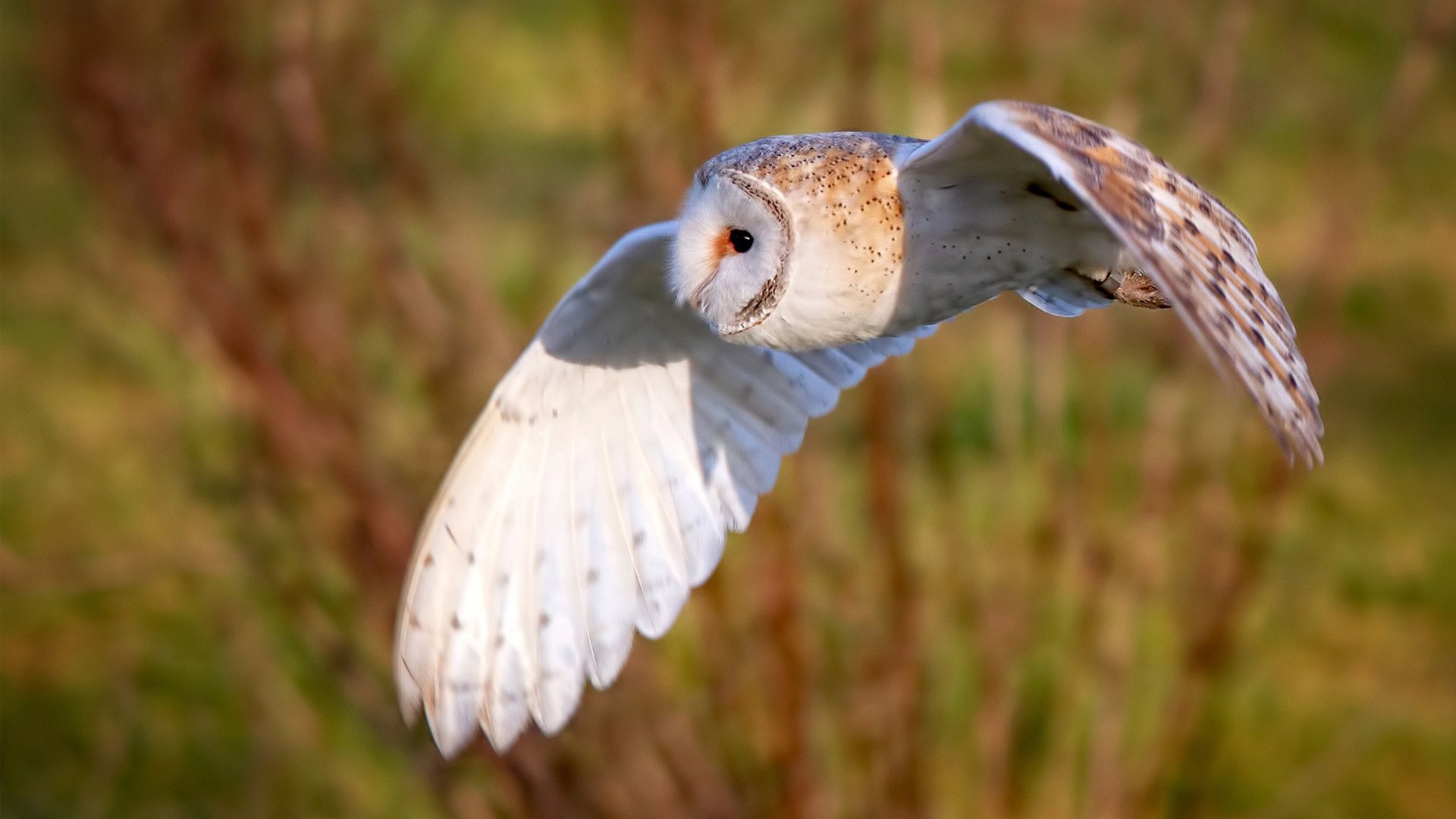 中国篮球裁判员视野与判罚延误对比赛流畅性的挑战，篮球裁判ltc