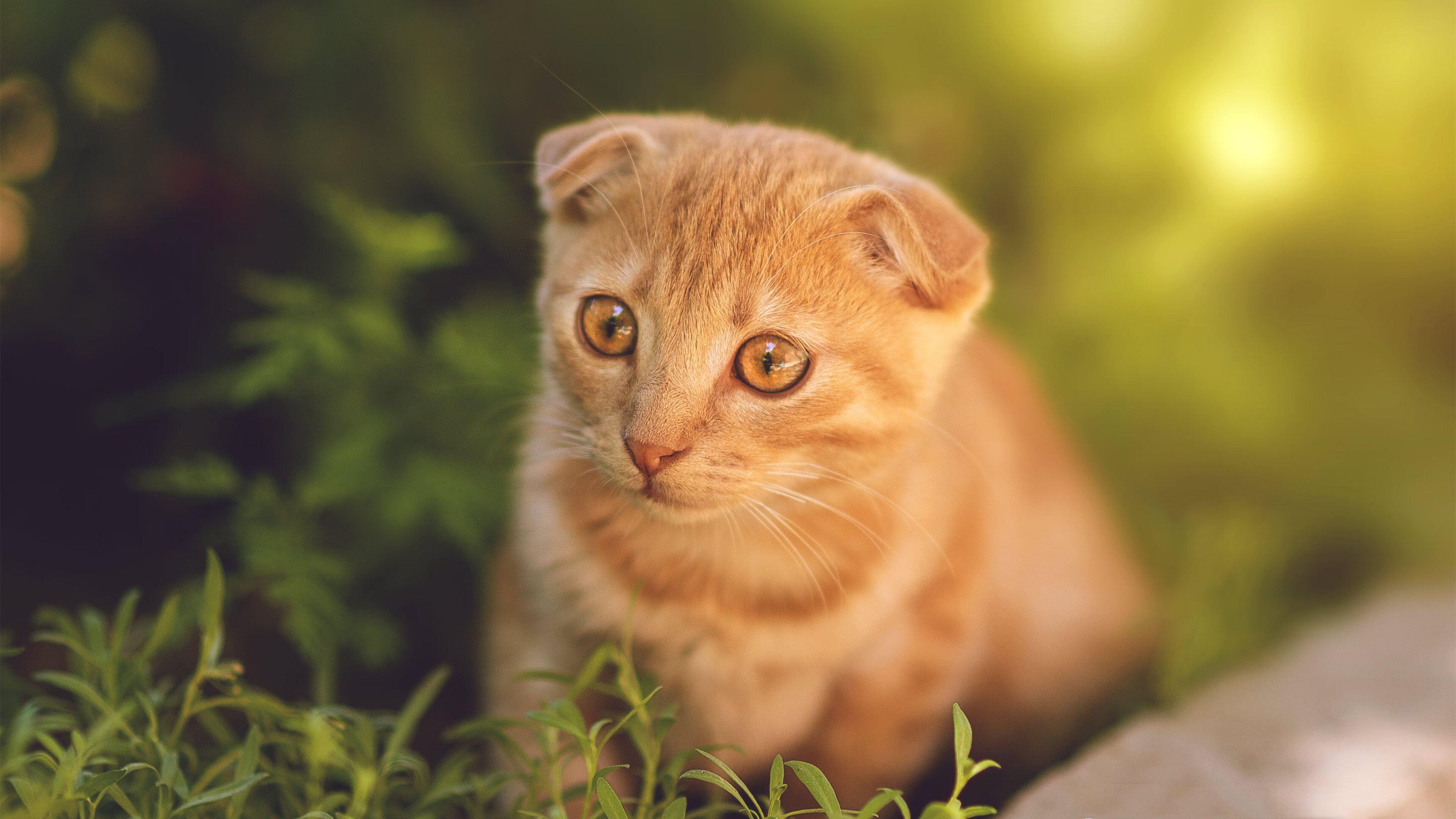 中国篮球运动员在跨境商业合作中的法律合规分析，中国篮球球员能发起挑战吗