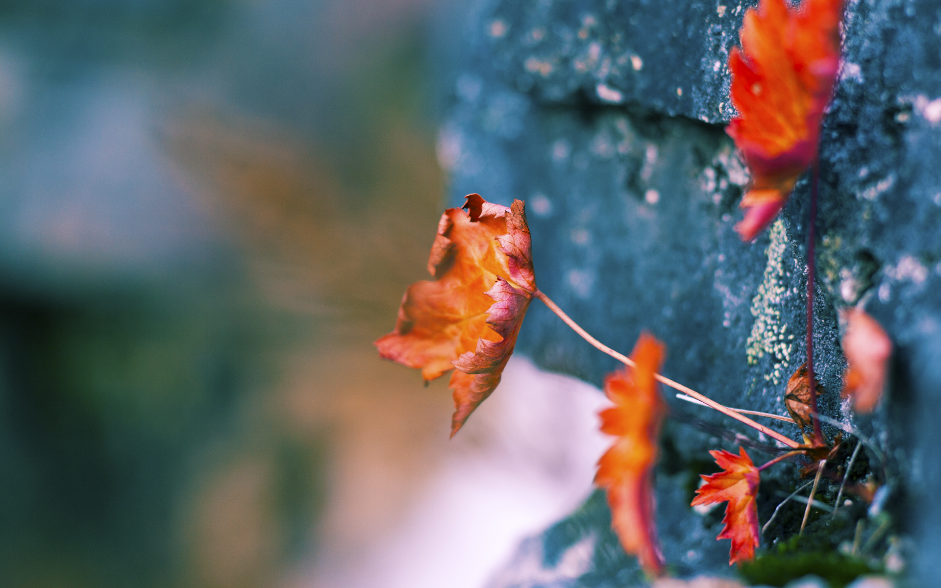 中国足球联赛推动赛事品牌年轻化，中国足球联赛越来越引人注目