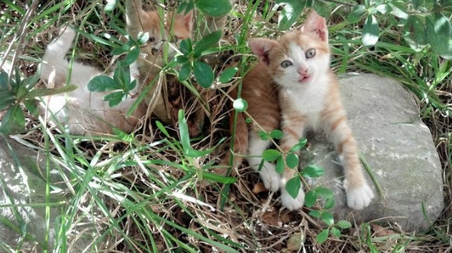 中国足球训练设施智能升级,中国足球训练营