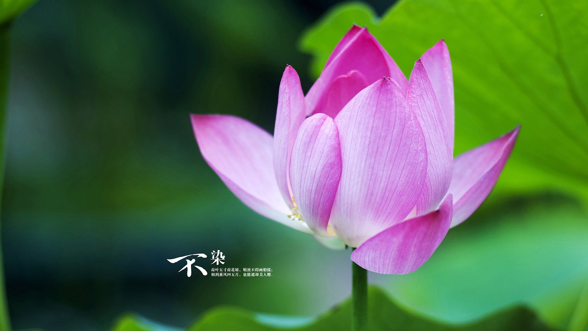 全网热议登贝莱金球：真的轮到他封神了！，看过登贝莱踢球的都是老球迷了